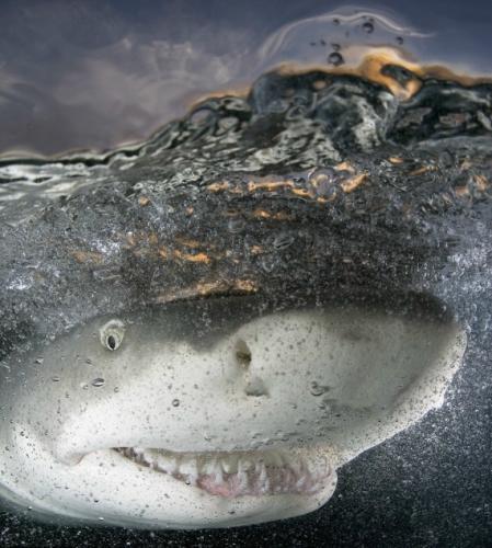摄影师拍到露齿微笑的鲨鱼获国际大奖(图)