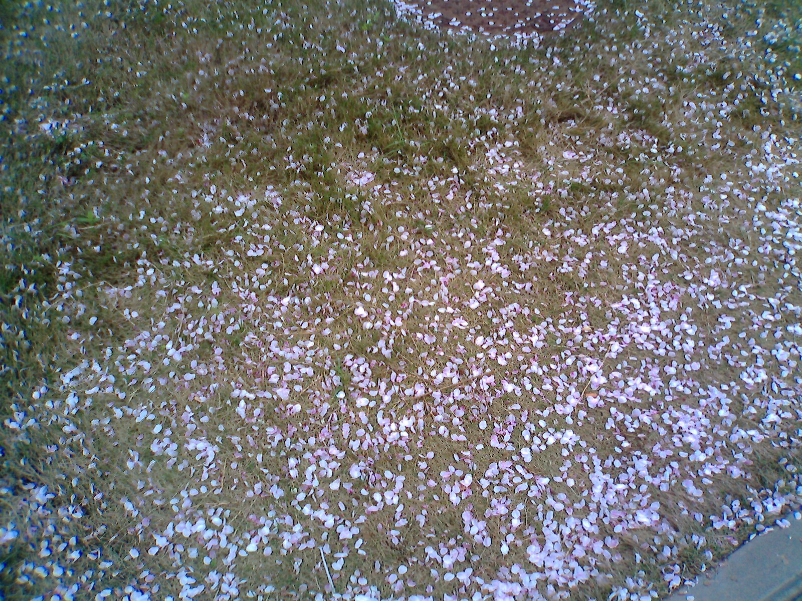 IMG0069A.jpg