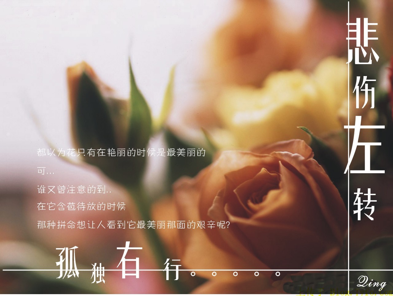 linxinfengye_1154481689.jpg
