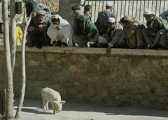 阿富汗唯一一只猪已经被隔离起来了 | Jandan.net
