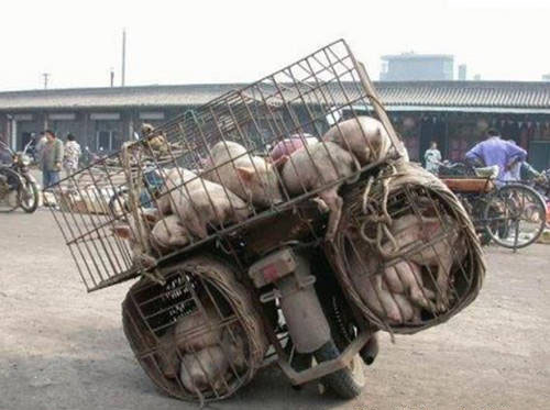 交警也要吐血的照片！