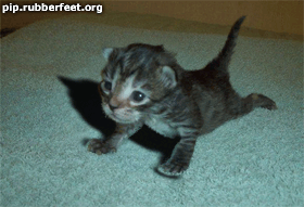 20080707_189787fed0f492bc0ca6aXYiqZ6RWMst.gif
