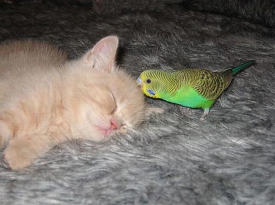组图：小鹦鹉引酣睡猫入鸟笼
