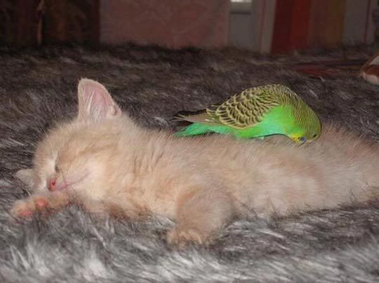 组图：小鹦鹉引酣睡猫入鸟笼
