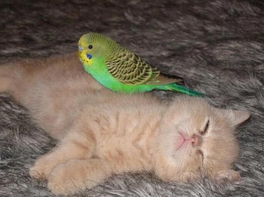 组图：小鹦鹉引酣睡猫入鸟笼