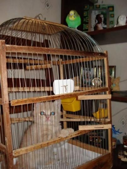 组图：小鹦鹉引酣睡猫入鸟笼(2)