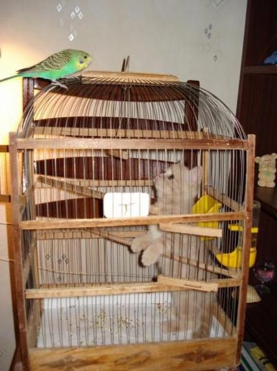 组图：小鹦鹉引酣睡猫入鸟笼(2)