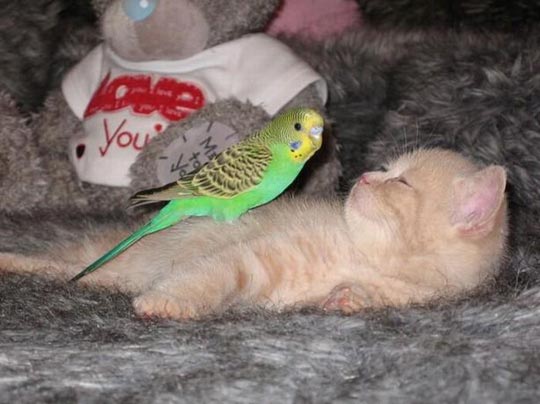 组图：小鹦鹉引酣睡猫入鸟笼