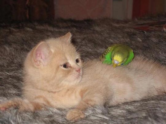 组图：小鹦鹉引酣睡猫入鸟笼