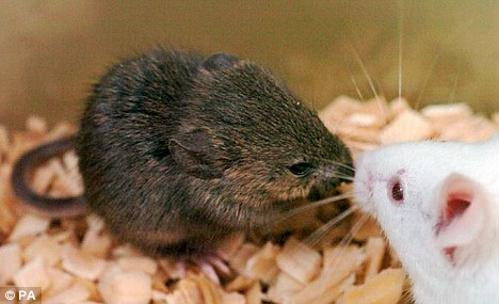 日本成功克隆冷冻16年老鼠复活猛犸或成真