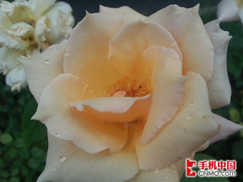 摩托罗拉ZN5拍摄解析及市场前景预测 